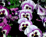 Don't be stingy when planing pansies.